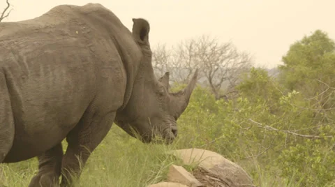 A chewing rhino Видео 27485966