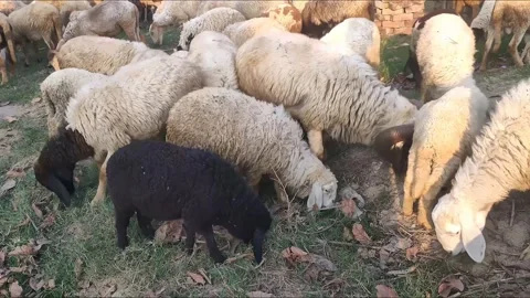 Chewing sheep against the backdrop of a herd in a corral Stock Footage 272192807