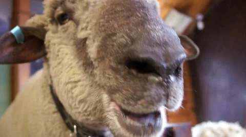 Chewing sheep, Agrodom Stock Footage 45357771