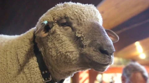 Chewing sheep, Agrodom Stock Footage 45357778