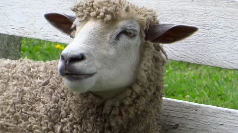 CHEWING SHEEP CLOSE-UP: Stock Footage 40065039