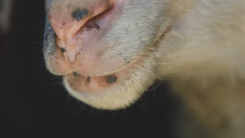 The chewing sheep, close up Video stock 74084479