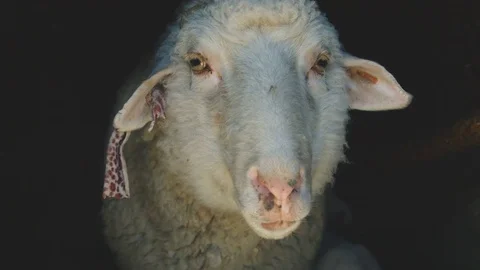 Chewing sheep Stock Footage 74087543