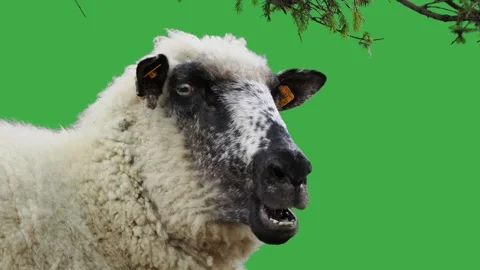 chewing sheep on green screen | Stock Video | Pond5