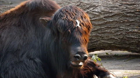 Chewing Yak Lying on the Ground Stock Footage 64948786