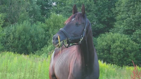 Chews a bunch of grass Stock Footage 144250308