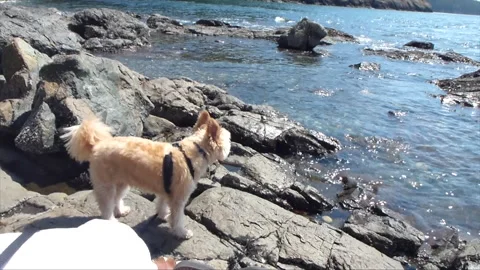 ChewyBeach02 Video stock 160522369