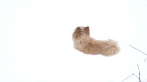 ChewySnow03 Video stock 160557577