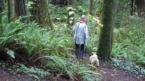 ChewyWoods01 Video stock 160581815