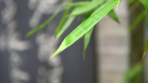 Chi Lin Nunnery Видео 108654159