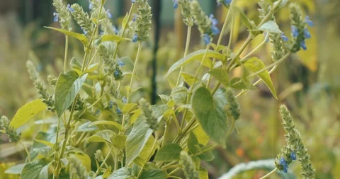 Chia Flower Plant Stock Footage 129469554