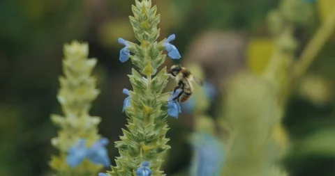 Chia Flower Plant Stock Footage 129470195
