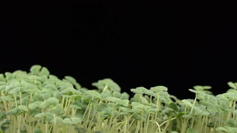 Chia microgreens birth on black background. Video stock 201251567