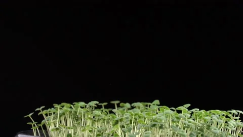 Chia microgreens rotation on black background. 스톡 동영상 201248928