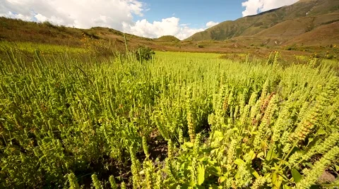 Chia plants on a field in the peruvian Andes in South America Video stock 62372968