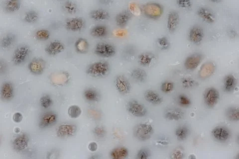 Chia seed pudding closeup Stock Photos