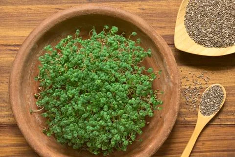Chia Sprouts Stock Photos