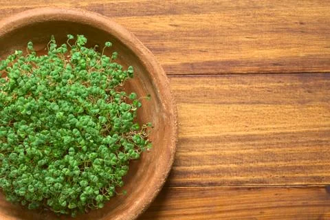 Chia Sprouts Stock Photos