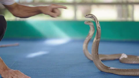 King Cobra Handler Retires After Kissing Snakes For 30 Years