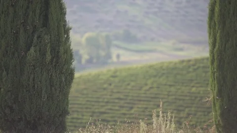 The Chianti hills between trees Stock Footage 71324332