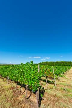Chianti Stock Photos