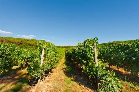 Chianti Stock Photos