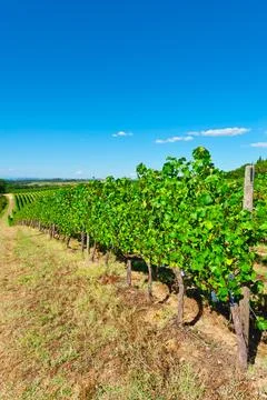 Chianti Stock Photos