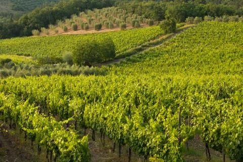 Chianti Vigna Stock Photos
