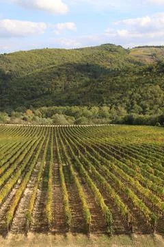 Chianti vineyard landscape with rows of grape plants in Tuscany, Italy, Stock Photos
