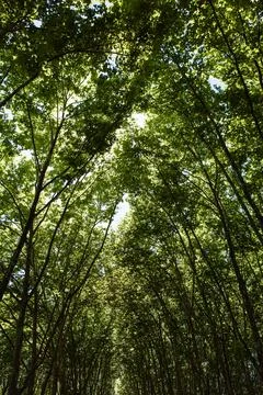 Chiaroscuro in the forest in summer Stock Photos