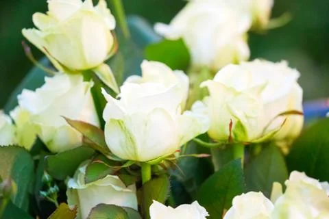 Chic buds of white varietal roses on a green bush Stock Photos