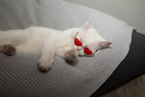 A chic cat naps peacefully in stylish red sunglasses, enhancing its laidback Stock Photos