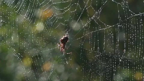 Chic close-up.A light breath of wind sways the web. Stock Footage 118430873