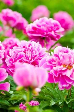 Chic pink peonies Stock Photos