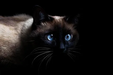 Chic Siamese cat on a black background Stock Photos