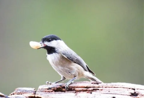 Chicadee with Nut Stock Photos