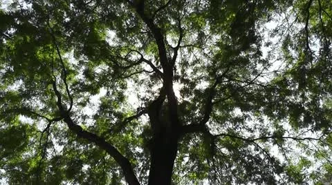 CHICAGO-0563 TREETOP PAN Stock Footage 10806561