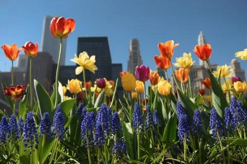 Chicago in bloom Stock Photos
