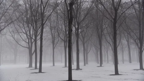 Chicago Exterior Trees Snow   Delayed Tilt Up Stock Footage 89995214