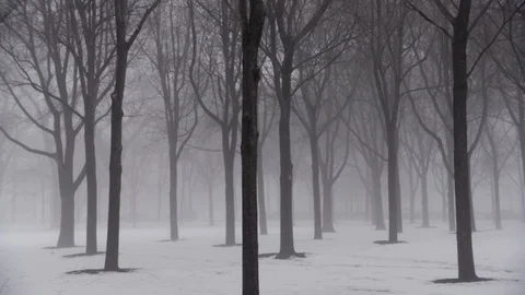 Chicago Exterior Trees Snow   Static Stock Footage 90002614