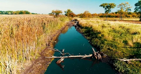 Chicago - Forest Preserve Stream Video stock 82286690
