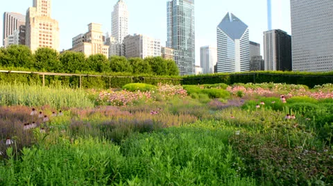 Chicago park flowers Stock Footage 25541112