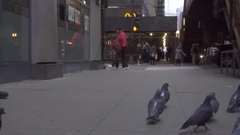 Chicago pigeons slow motion under L Train Stock Footage 89941449