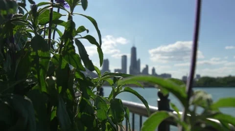 Chicago skyline in background 스톡 동영상 54798933