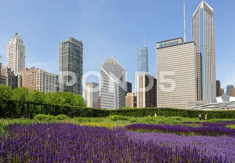 Chicago skyline with lavender fields Stock Photos