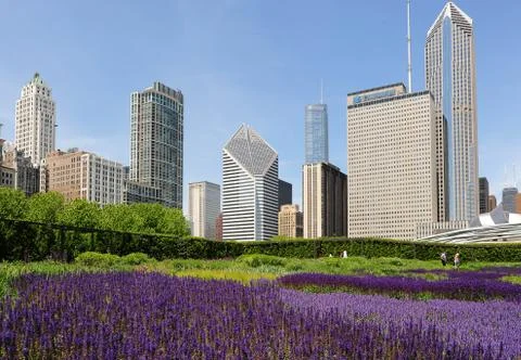 Chicago skyline with lavender fields 스톡 사진