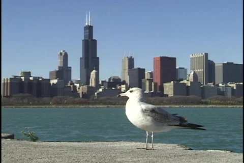 Chicago Skyline with Seagull Stock Footage 297065