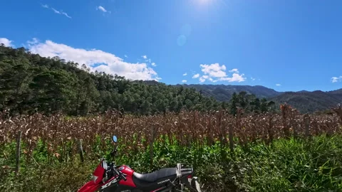 Chicaman, Guatemala, corn fields and tropical vegetation Stock Footage 339035413