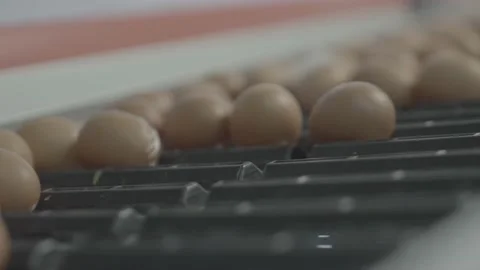 Chichen Eggs On the Egg Escalator In Chicken Farm Stock Footage 231504456