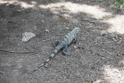 Chichen Itza (100) Stock Photos